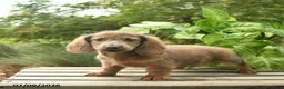 Miniature Dachshund dogs for sale: Major - Ad 3