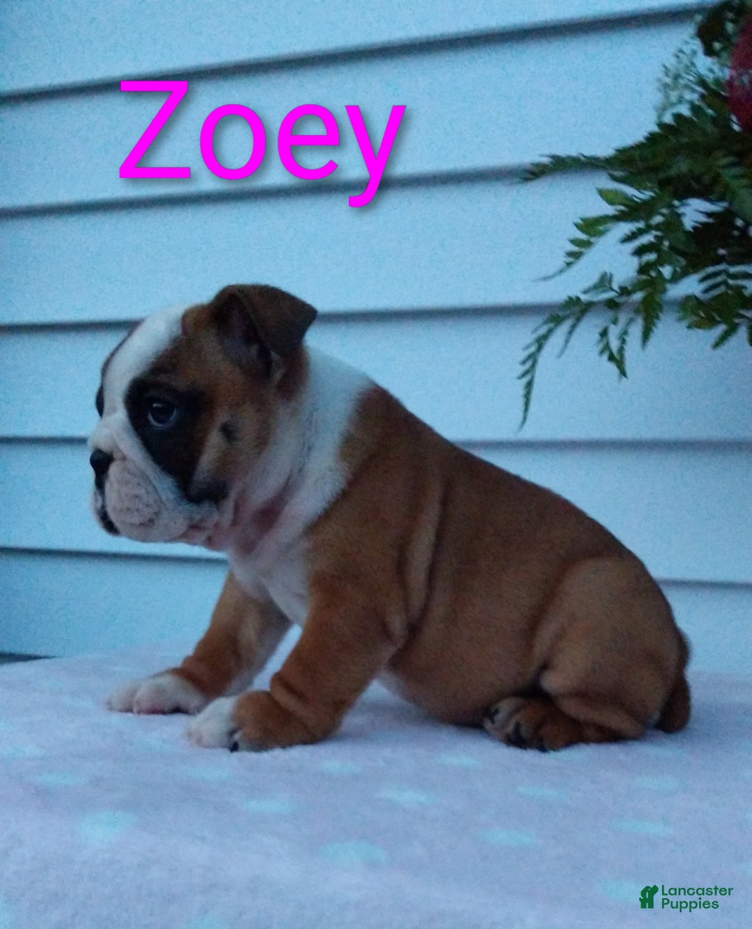English Bulldog dogs for sale: AKC Zoey  - Ad 11