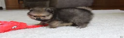 Pomeranian dogs for sale: Logan - Ad 5