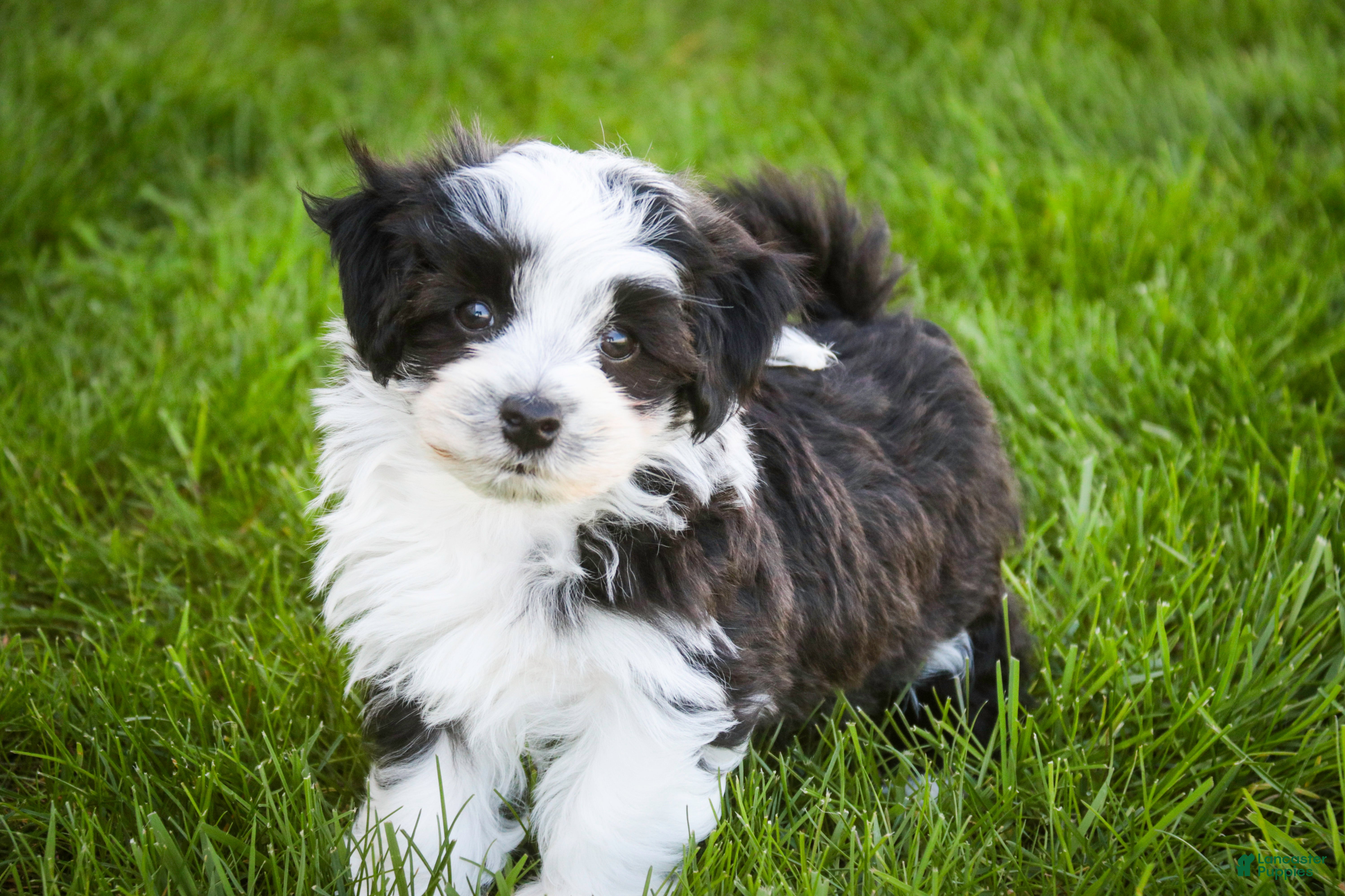 Havanese dogs for sale: Princeton - Ad 5