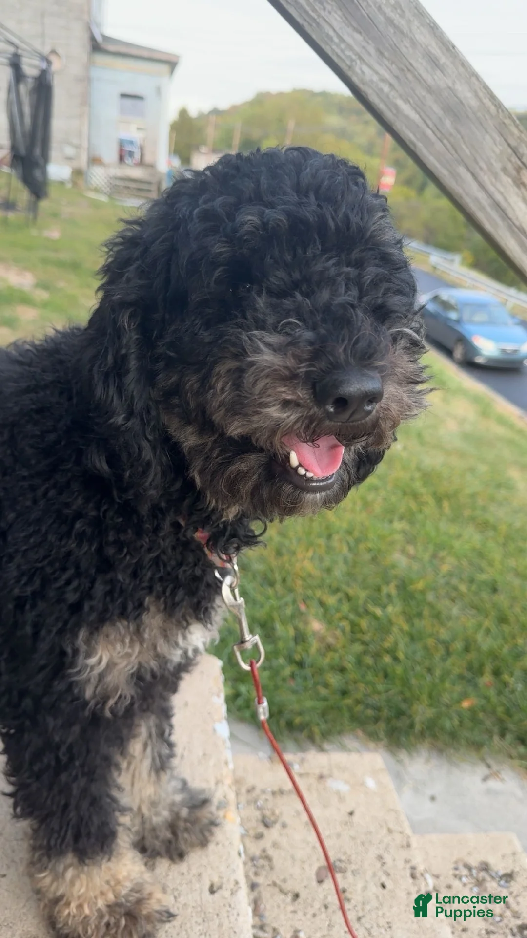 Standard Poodle dogs for sale: Chloe - Ad 2