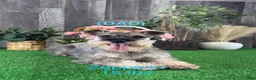 Miniature Schnauzer dogs for sale: Kit Kat  - Ad 7