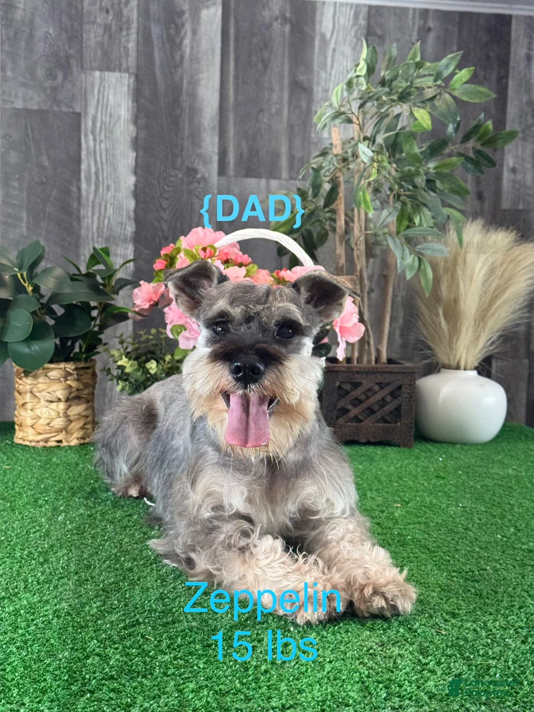 Miniature Schnauzer dogs for sale: Kit Kat  - Ad 7