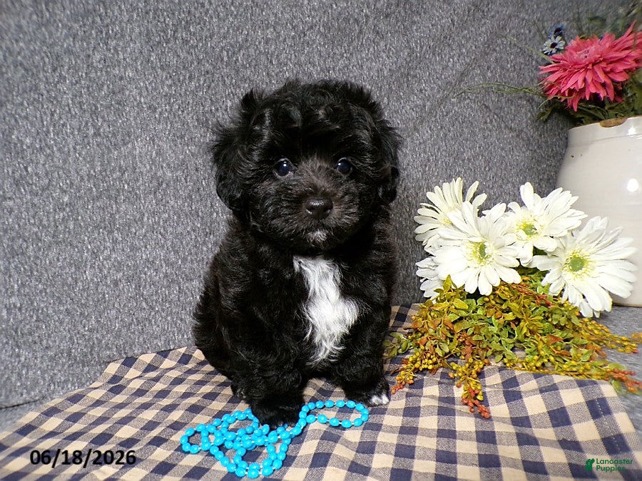 Havapoo dogs Cory - Ad 2