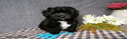 Havapoo dogs for sale: Cory - Ad 2