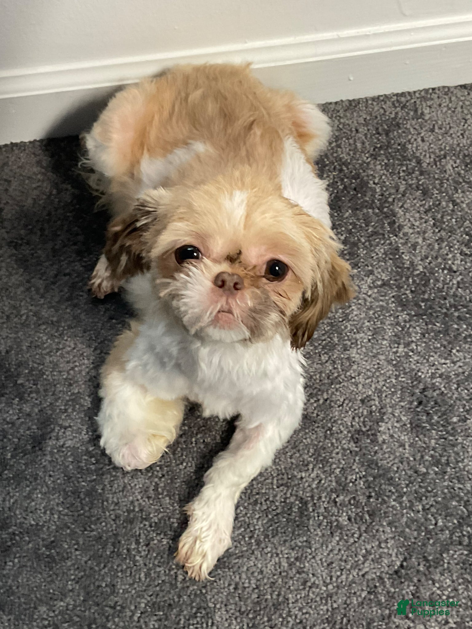 Shorkie dogs Yoshi - Ad 2