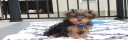 Yorkiepoo dogs for sale: Enzo - Ad 10