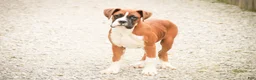 Boxer dogs for sale: Cappuccino - Ad 5
