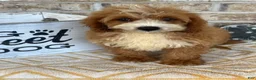 Mini Bernedoodle dogs for sale: Beaver - Ad 6