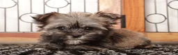Mixed Breed dogs for sale: Frank  - Ad 4