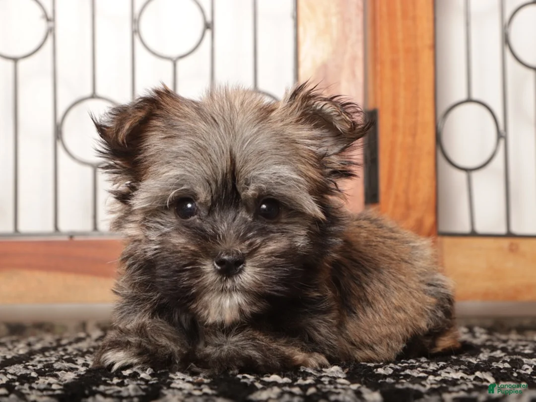 Mixed Breed dogs for sale: Frank  - Ad 4