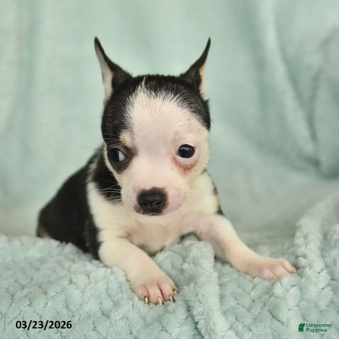 Chihuahua dogs for sale: Flora   - Ad 5