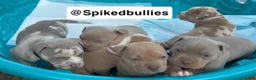 American Bully dogs for sale: Callie - Ad 3