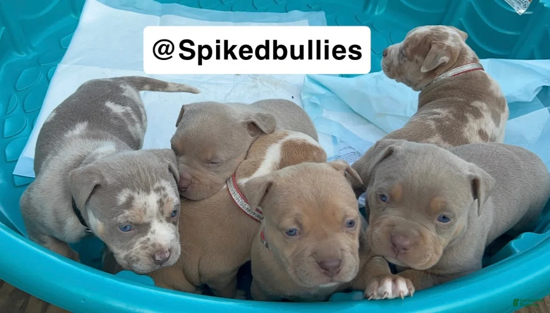 American Bully dogs for sale: Callie - Ad 3