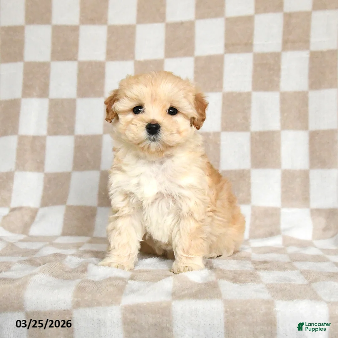 Maltipoo dogs for sale: Penny - Ad 2