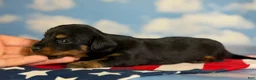 Miniature Dachshund dogs for sale: Akc Poppy LH DNA OFA  - Ad 4