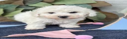 Bichon Frise dogs for sale: Ennis - Ad 5