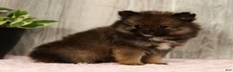 Pomeranian dogs for sale: Toffee - Ad 7