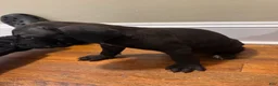 Cane Corso dogs for sale: Cane Corso Puppy 2 - Ad 3