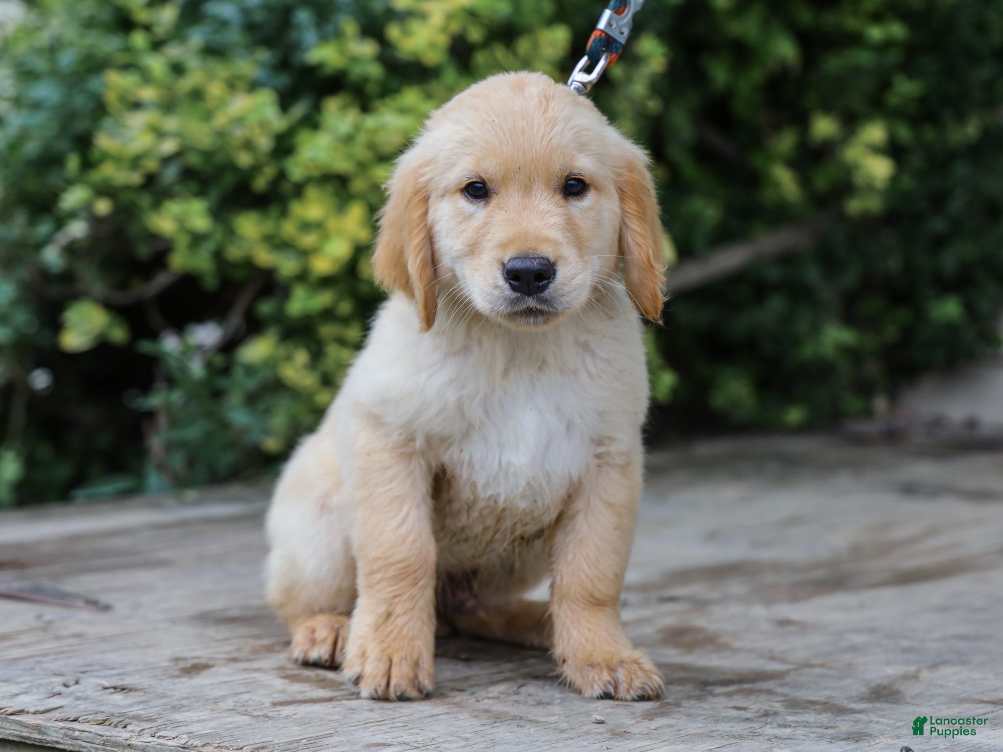 Golden Retriever dogs Alva ACA Golden Retriever Pup - Ad 1