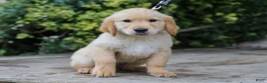 Alva ACA Golden Retriever Pup
