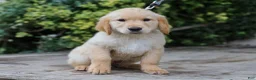 Golden Retriever dogs for sale: Alva ACA Golden Retriever Pup - Ad 1