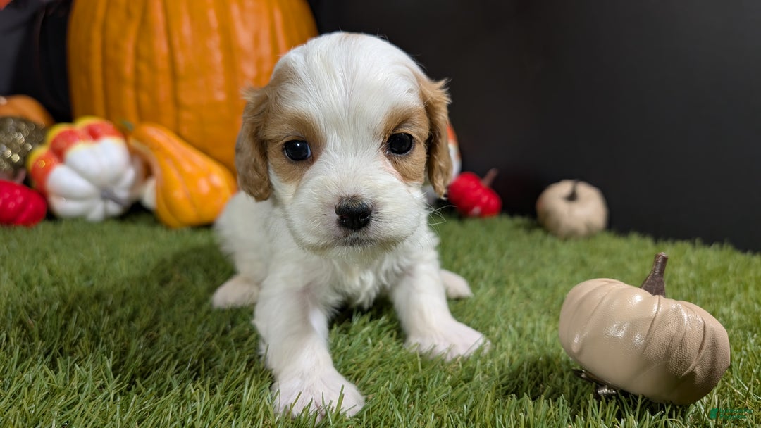 Cavapoo dogs for sale: Cavapoo Puppy 5 - Ad 2