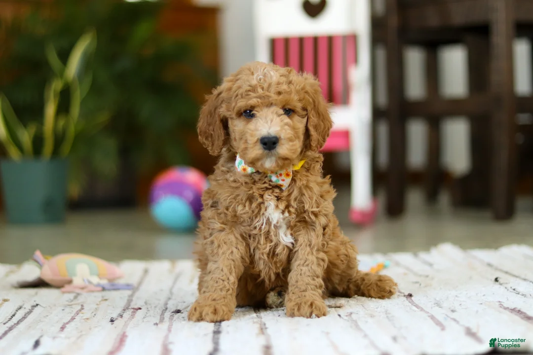 Mini Goldendoodle dogs for sale: Sam - Ad 4