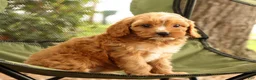 Cavapoo dogs for sale: Stella - Ad 9