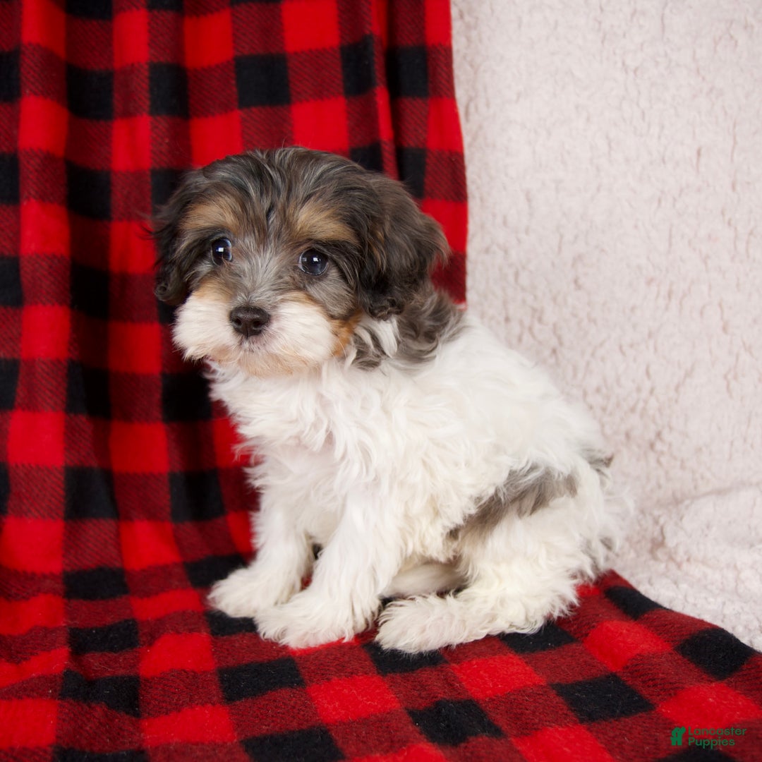 Cavapoo dogs for sale: Polo - Ad 8