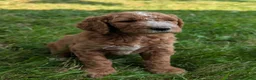 Goldendoodle dogs for sale: Suzy - Ad 13