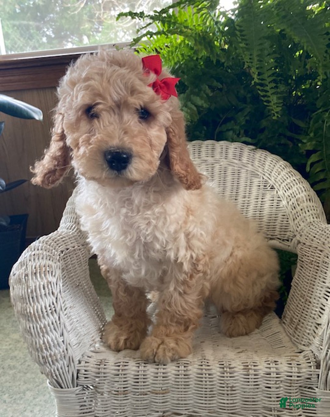 Goldendoodle dogs for sale: Maggie - Ad 1