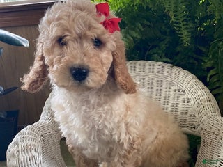 Goldendoodle dogs Maggie - Ad 15