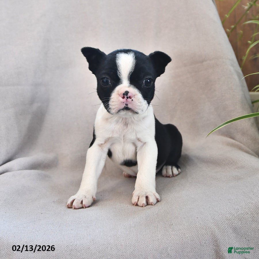 Boston Terrier dogs Pepper - Ad 2