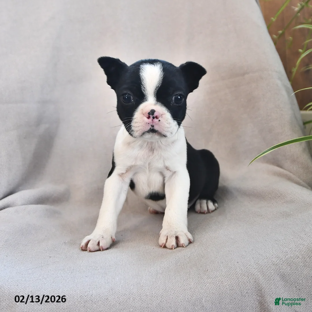 Boston Terrier dogs for sale: Pepper - Ad 2