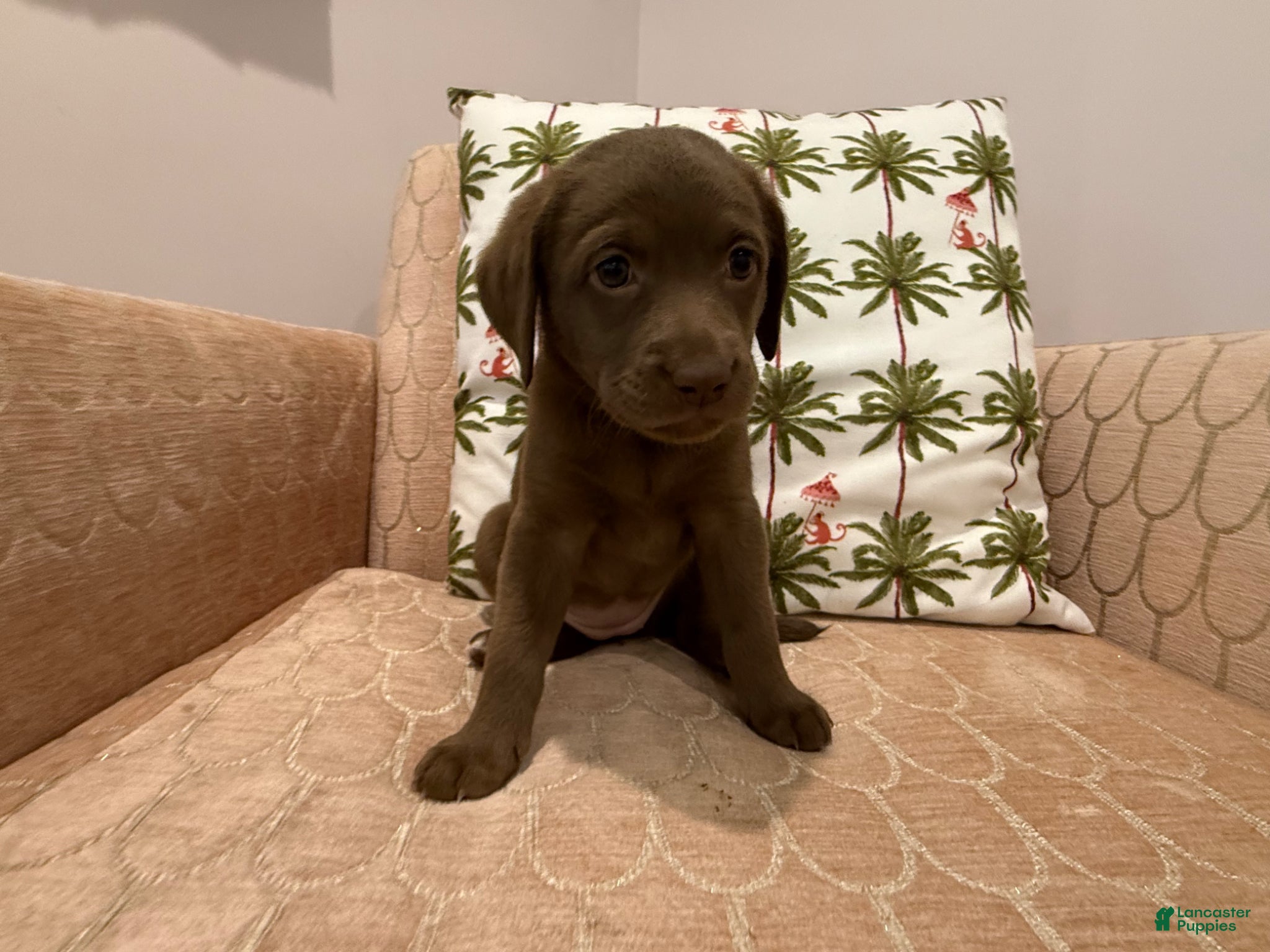 Labradoodle dogs for sale: Gracey - Ad 2
