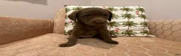 Labradoodle dogs for sale: Gracey - Ad 1