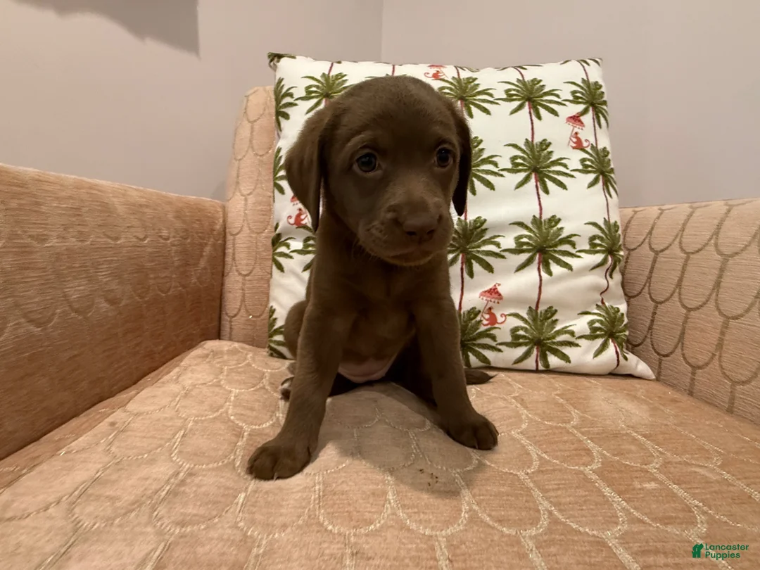 Labradoodle dogs for sale: Gracey - Ad 1