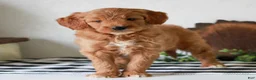 Mini Goldendoodle dogs for sale: Angel  - Ad 3