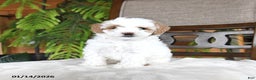 Maltipoo dogs for sale: Jem  - Ad 2