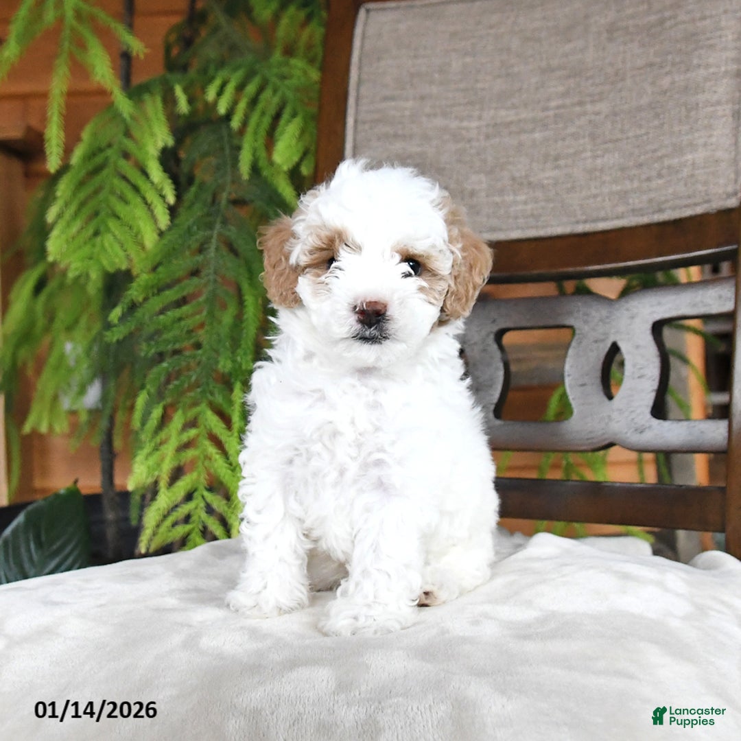 Maltipoo dogs for sale: Jem  - Ad 2