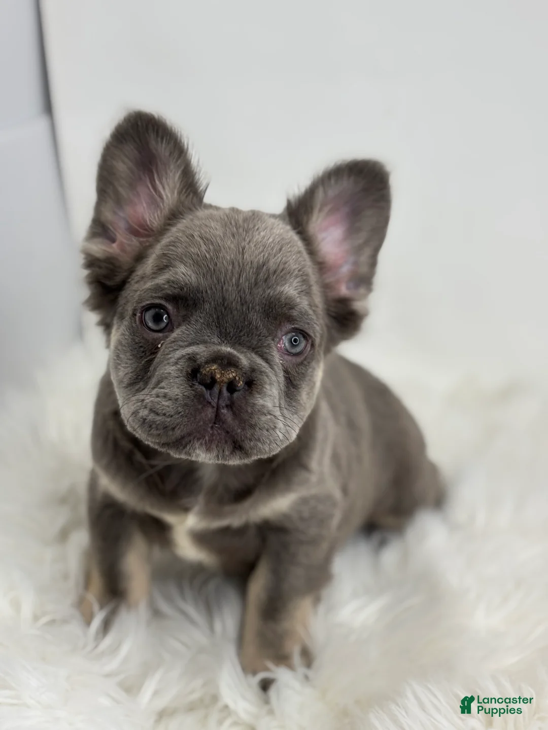 French Bulldog dogs for sale: Peter - Ad 3