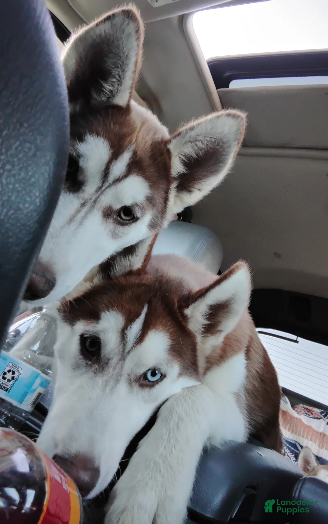 Alaskan Husky dogs for sale: Siberian Husky Puppy 1 - Ad 4