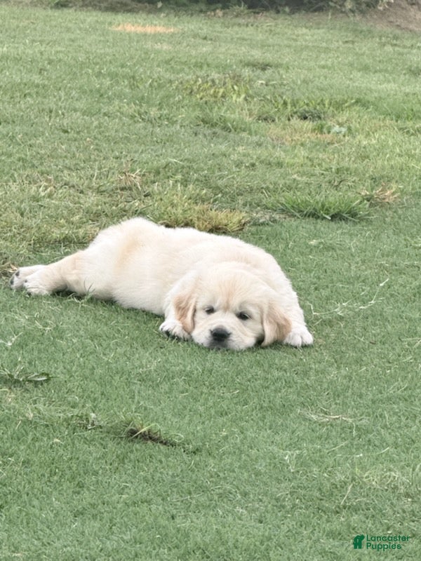 Golden Retriever dogs for sale: Green Boy - Ad 1