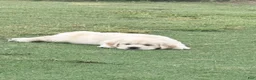 Golden Retriever dogs for sale: Green Boy - Ad 1