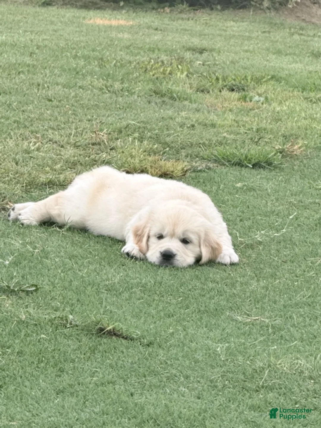 Golden Retriever dogs for sale: Green Boy - Ad 1
