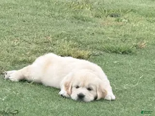 Golden Retriever dogs Green Boy - Ad 8