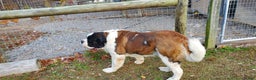 Saint Bernard dogs for sale: Birch - Ad 2