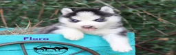 Siberian Husky dogs for sale: Flora Texas can transport - Ad 8