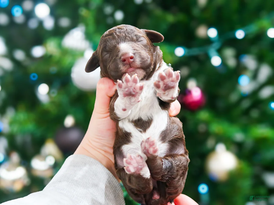 Lagotto Romagnolo dogs for sale: male 2 - Ad 7